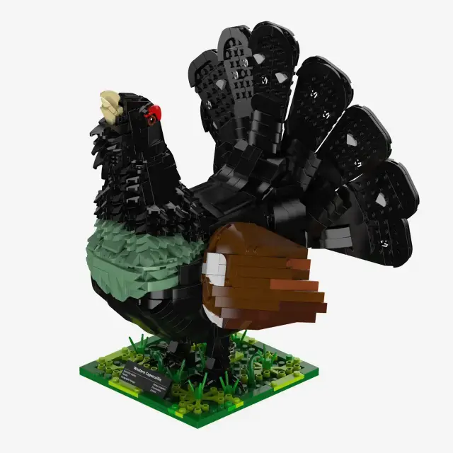 BlueBrixx® Auerhahn